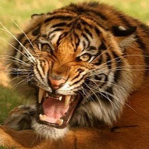 מאיר - תמונה