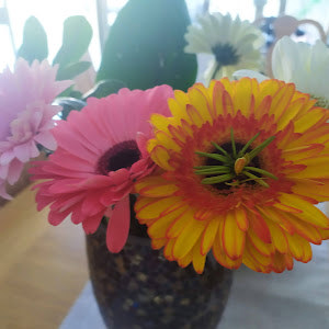 שולה - תמונה