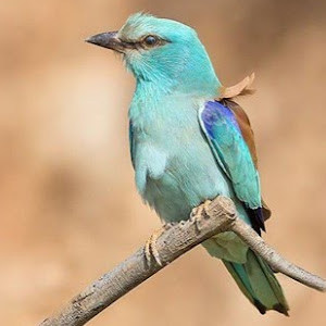 efrathr96 - תמונה