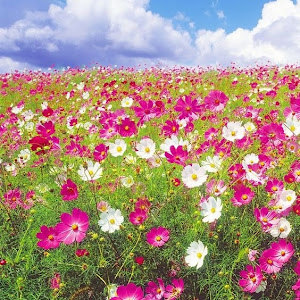 moshi39ko - תמונה