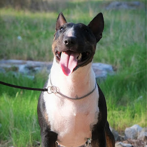 7goldbull7 - תמונה 7goldbull7 - תמונה