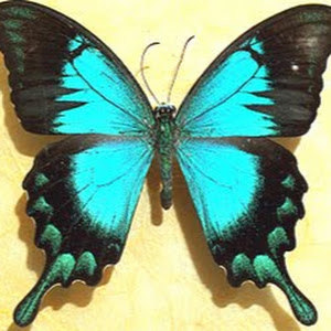 mepapilio - תמונה mepapilio - תמונה