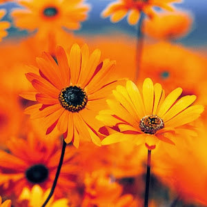 popdisc - תמונה popdisc - תמונה