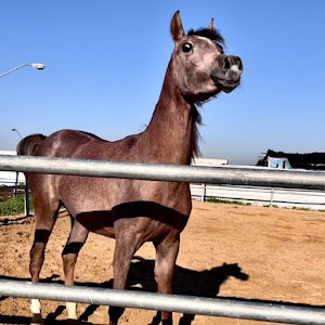 dekel.sevilia - תמונה dekel.sevilia - תמונה