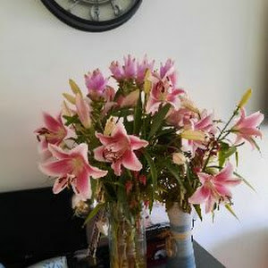 mentozavrik - תמונה