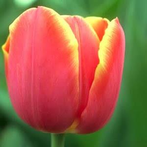 ציבי - תמונה ציבי - תמונה