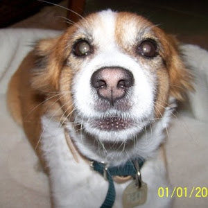 moranoom - תמונה