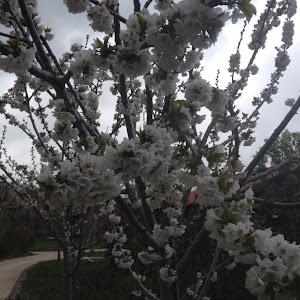 danaavin1 - תמונה