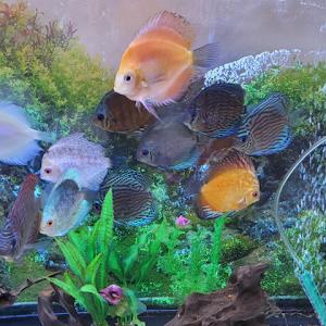 bashi66666 - תמונה