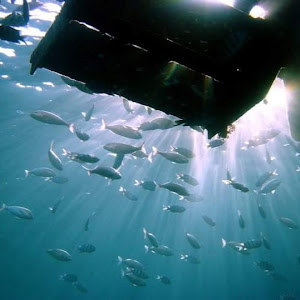 yaniv250674 - תמונה