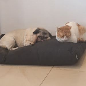 alonzk217217 - תמונה