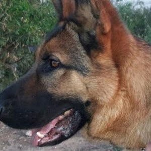 tal.kalifa123 - תמונה