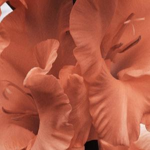 alin - תמונה alin - תמונה