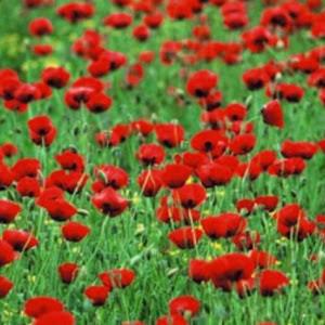 noav6000 - תמונה