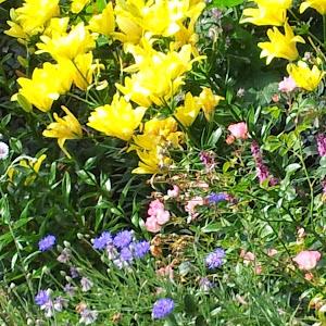 13.hila - תמונה