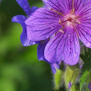shardon101 - תמונה