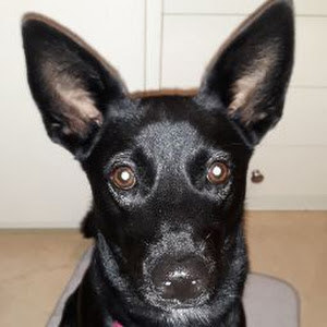 itay1965 - תמונה