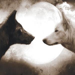 Wolf - תמונה Wolf - תמונה