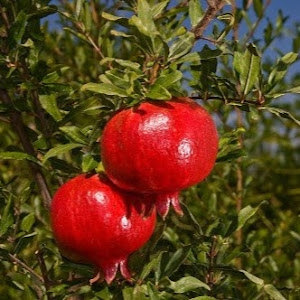 chendra345 - תמונה chendra345 - תמונה