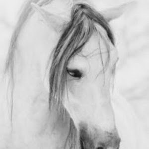 bellings699 - תמונה bellings699 - תמונה