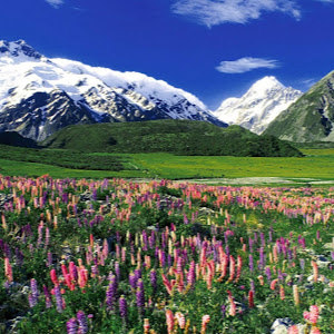 תהילה - תמונה