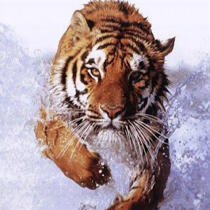 Daniel - תמונה Daniel - תמונה