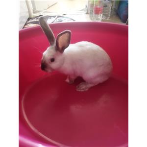 פודמאסטר - תמונה