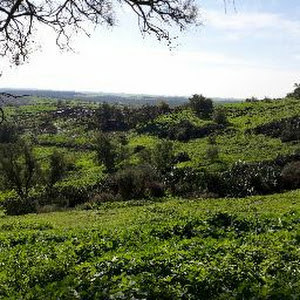 motilevi74 - תמונה motilevi74 - תמונה