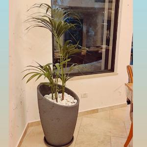 baseldaii02 - תמונה baseldaii02 - תמונה