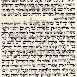 netanel9roimi - תמונה