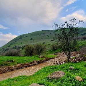 meirs101 - תמונה meirs101 - תמונה
