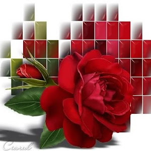 yafit0020 - תמונה