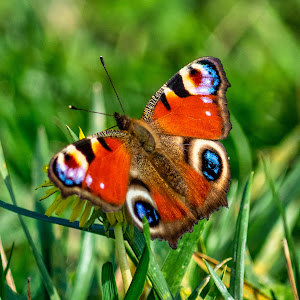 pb0504136036 - תמונה