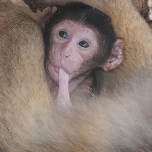 rinamamtg - תמונה