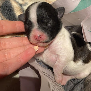 shahar5561 - תמונה