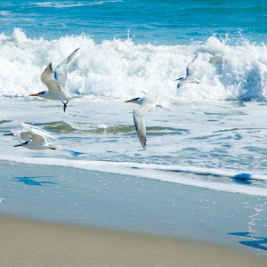 elisheva8689 - תמונה