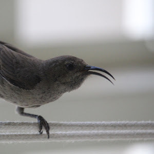 ronymora88 - תמונה