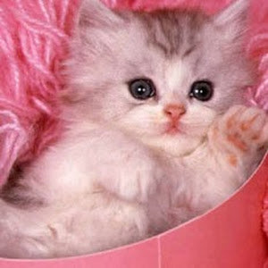 vovic88 - תמונה