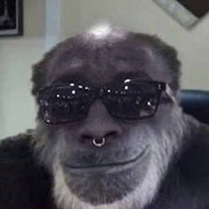 danielbrohman22828 - תמונה