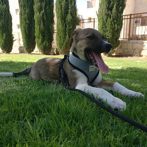 offiroliel - תמונה