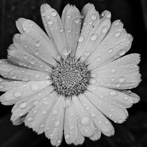 adaboo1100 - תמונה