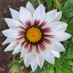 michaelifshitz - תמונה