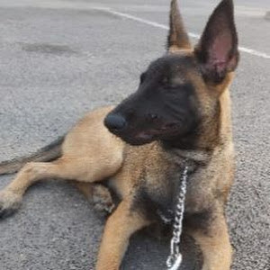 yanivd2008 - תמונה