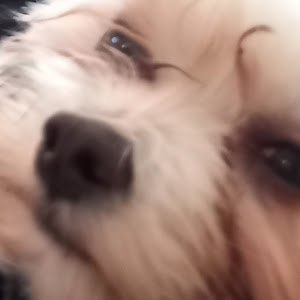 yarondekellimor - תמונה