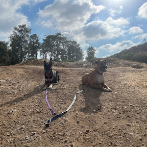 avni1dorit - תמונה