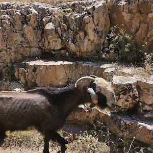 noamonn - תמונה