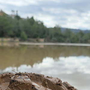 ayala98026 - תמונה