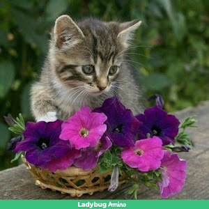 pasha822000 - תמונה pasha822000 - תמונה