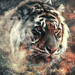 שריה - תמונה