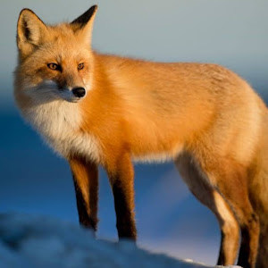 zivah1974 - תמונה zivah1974 - תמונה